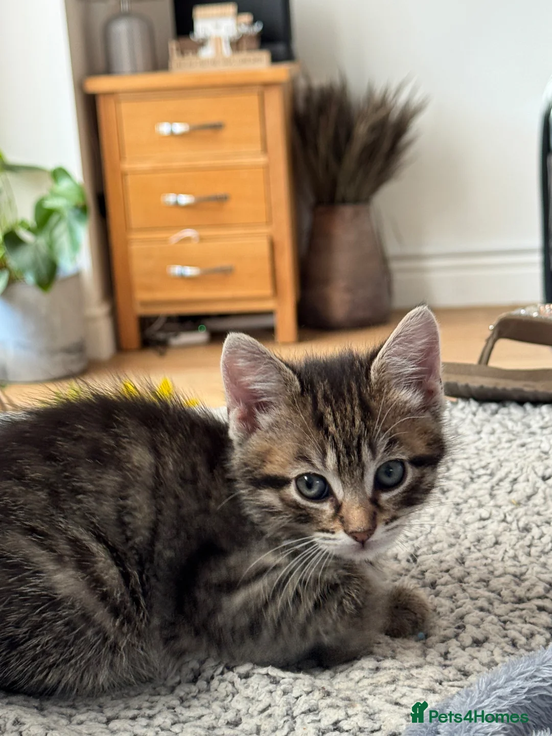 Mixed Breed cats for sale: Two girls looking for their forever home  - Advert 6