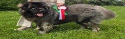 Caucasian Shepherd Dog dogs for stud: Caucasian shepherd Junior Champion for Stud - Advert 5