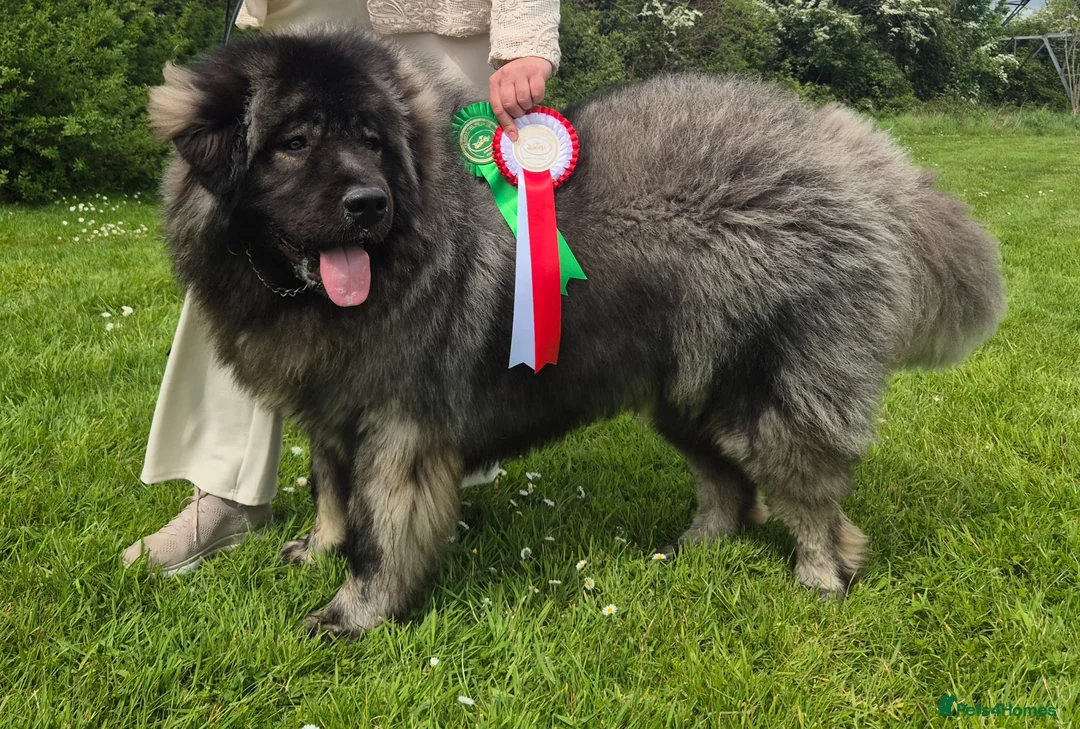 Caucasian Shepherd Dog dogs for stud: Caucasian shepherd Junior Champion for Stud - Advert 5