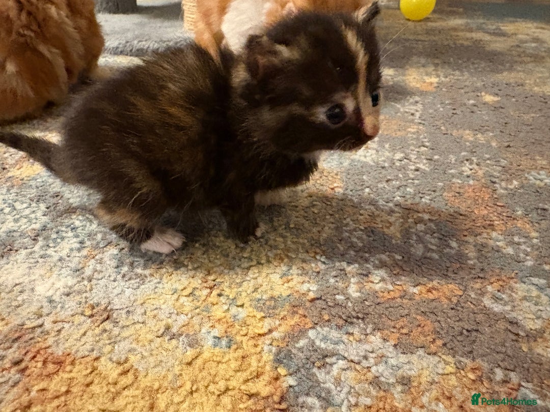 Mixed Breed cats for sale: Beautiful female Kitten 4 weeks old  - Advert 8