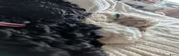 Cockapoo dogs for sale: 2 x Cockapoos - Advert 5