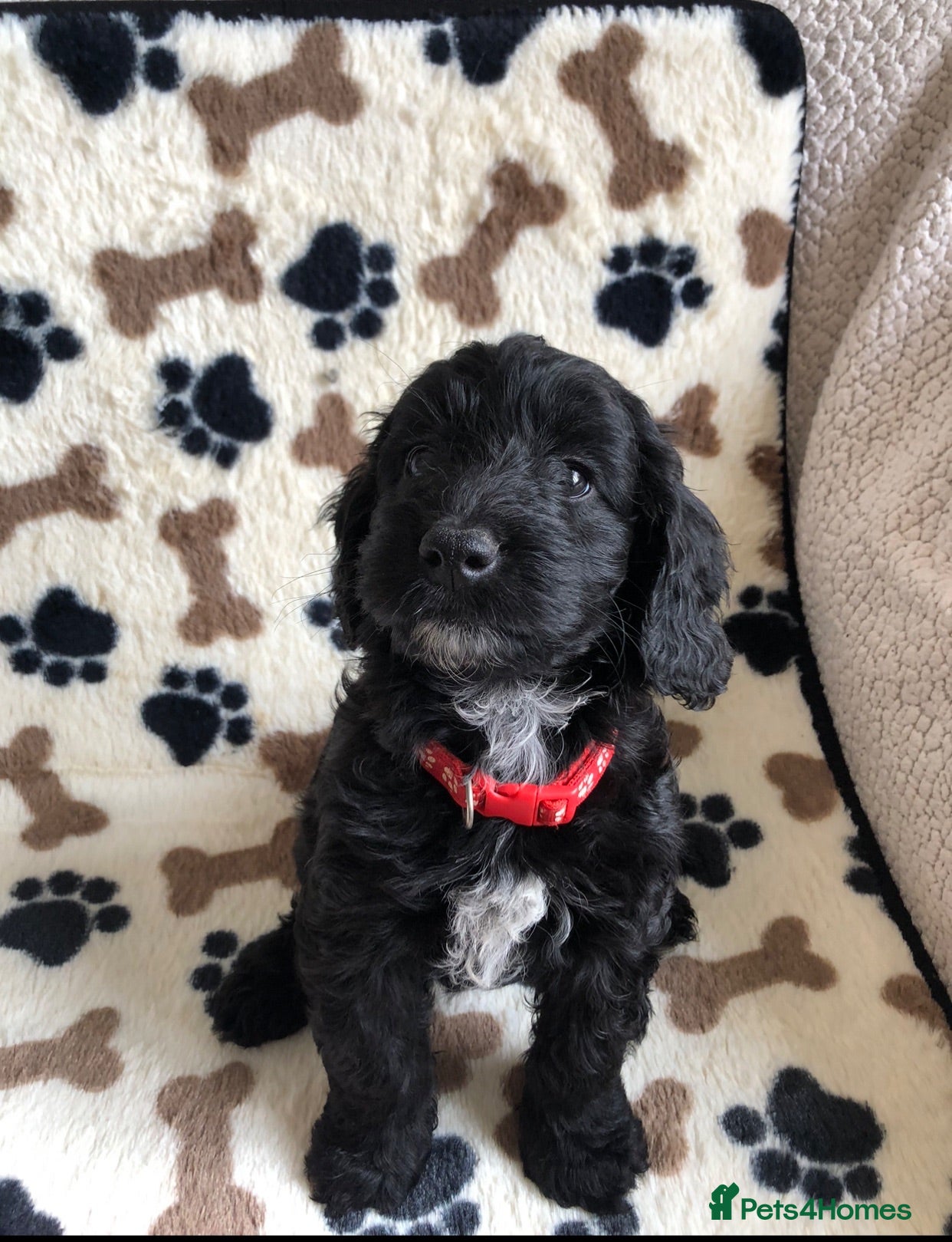 Cockapoo dogs Exclusive cockapoo puppies . - Advert 2