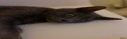 Russian Blue cats for sale: Russian blue female cat in Cannock - Advert 5