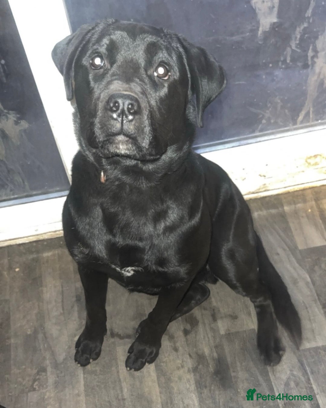 Mixed Breed dogs for sale: Spayed 9 month old duke - Advert 4