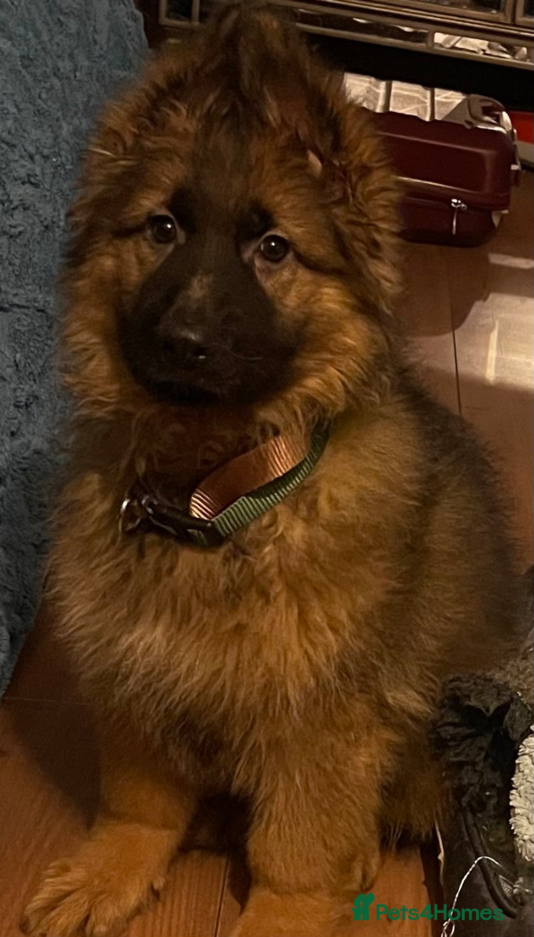 German Shepherd dogs for sale: German Shepherd MALE - Huge  - Advert 2