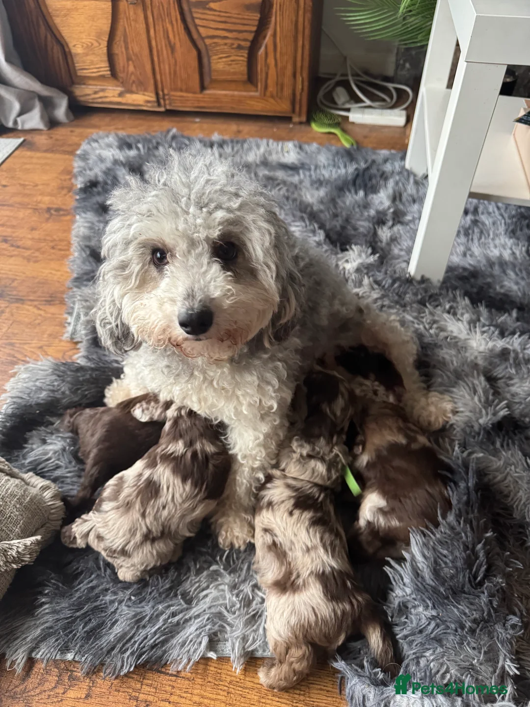 Cockapoo dogs for sale: Merle boy  in Dawlish - Advert 2