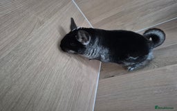 Chinchilla rodents for sale: Beautiful black velvet bpc female  - Image 1