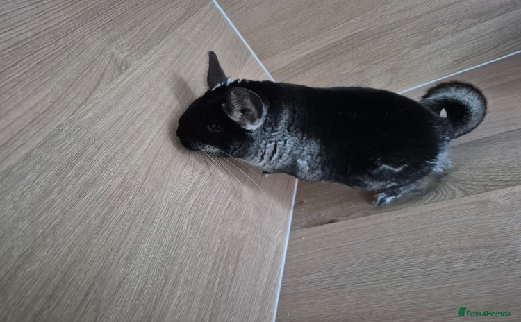 Chinchilla rodents - Advert 4