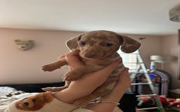 Miniature Dachshund dogs for sale: Miniature Dachshund Puppies - Image 8