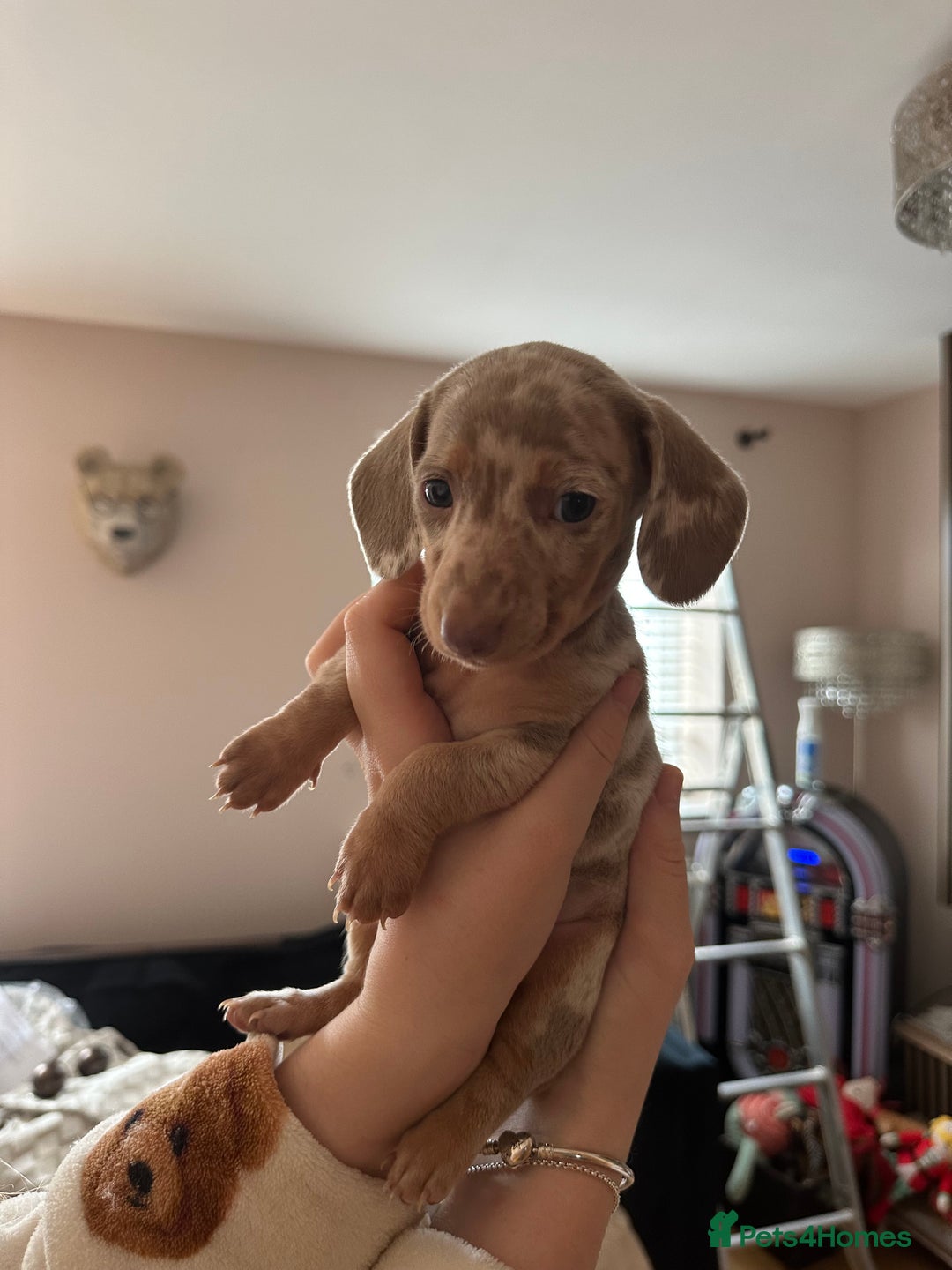 Miniature Dachshund dogs for sale: Miniature Dachshund Puppies - Image 8