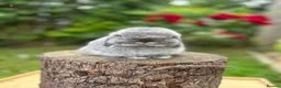 Mini Lop rabbits for sale: ⭐ FRIENDLY BABY MINI LOPS ⭐  - Advert 8