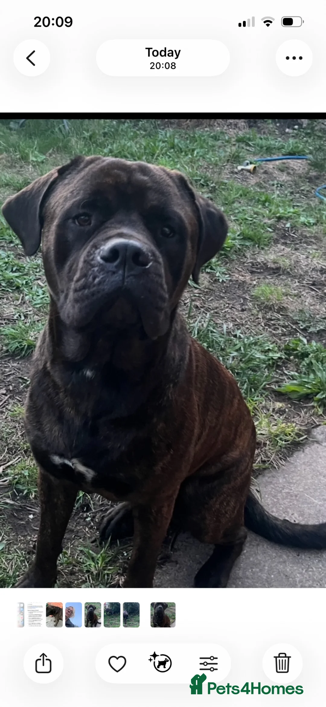 Mixed Breed dogs for stud: For stud. MastiffxCorso dog - Advert 2