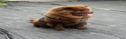 Chow Chow dogs for sale: Chunky chow  - Advert 3