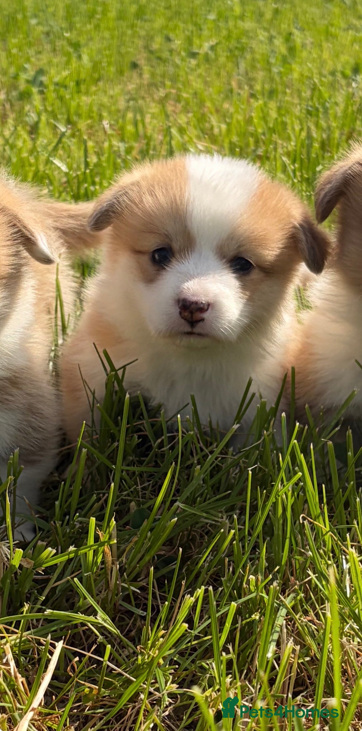 Welsh Corgi Pembroke dogs KC Pembrokeshire Corgi Puppies with Champion Lines - Advert 2