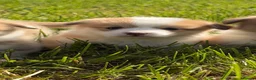 Welsh Corgi Pembroke dogs for sale: KC Pembrokeshire Corgi Puppies with Champion Lines - Advert 28