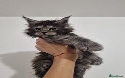 Maine Coon cats for sale: Purebred King Size Maine Coon kittens  - Image 17