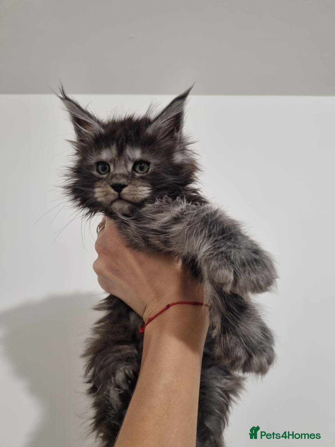 Maine Coon cats for sale: Purebred King Size Maine Coon kittens  - Image 17