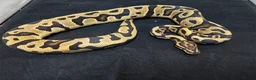 Python Snake reptiles for sale: Royal python  in Kings Langley - Advert 3