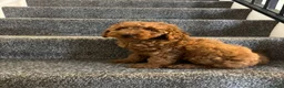 Miniature Poodle dogs for sale: Stunning Fox Red Minature Poodle Pups  - Advert 12