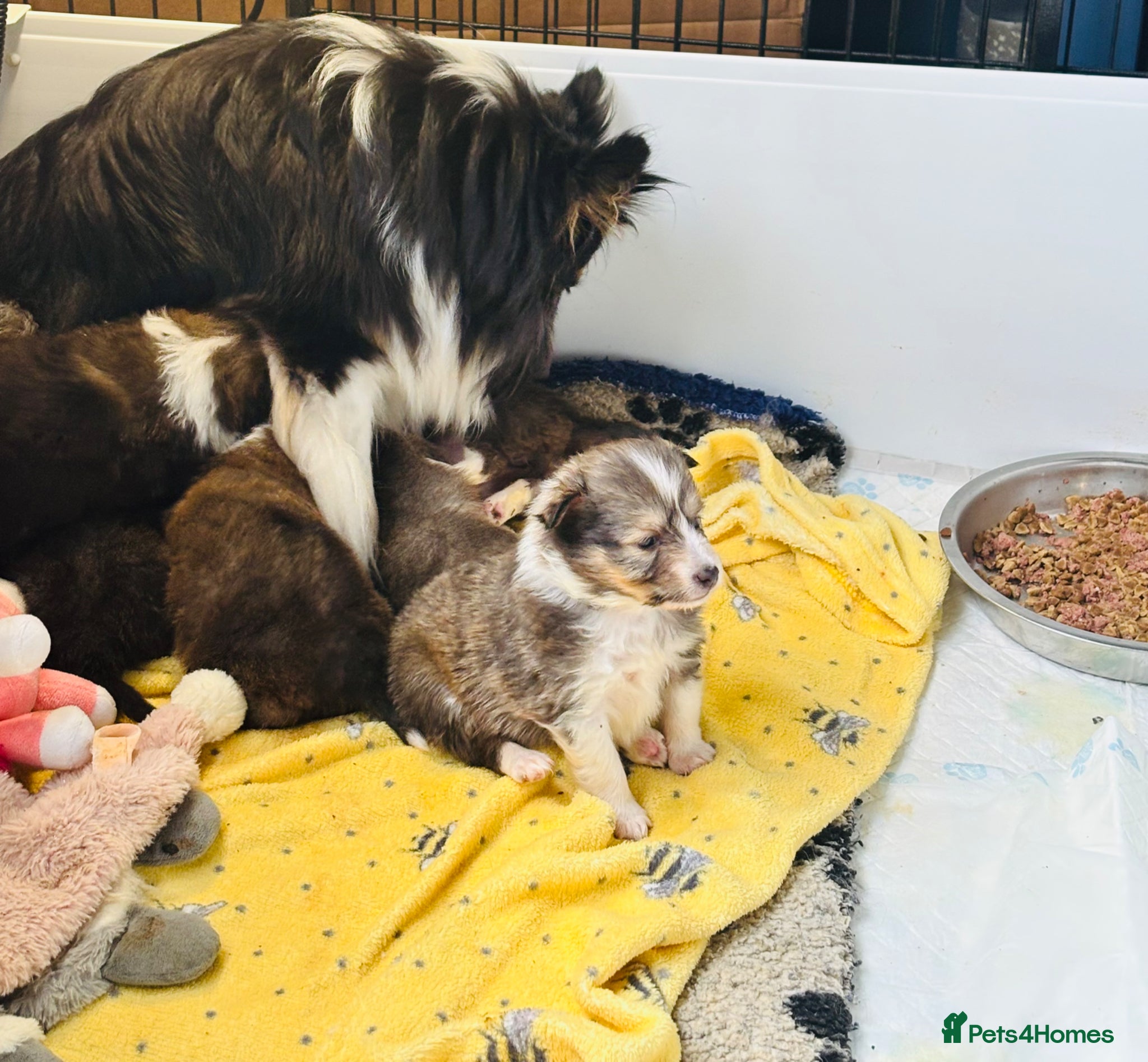 Shetland Sheepdog dogs sable and white Shetland sheepdog puppies  - Advert 1
