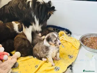 Shetland Sheepdog dogs sable and white Shetland sheepdog puppies - Advert 1