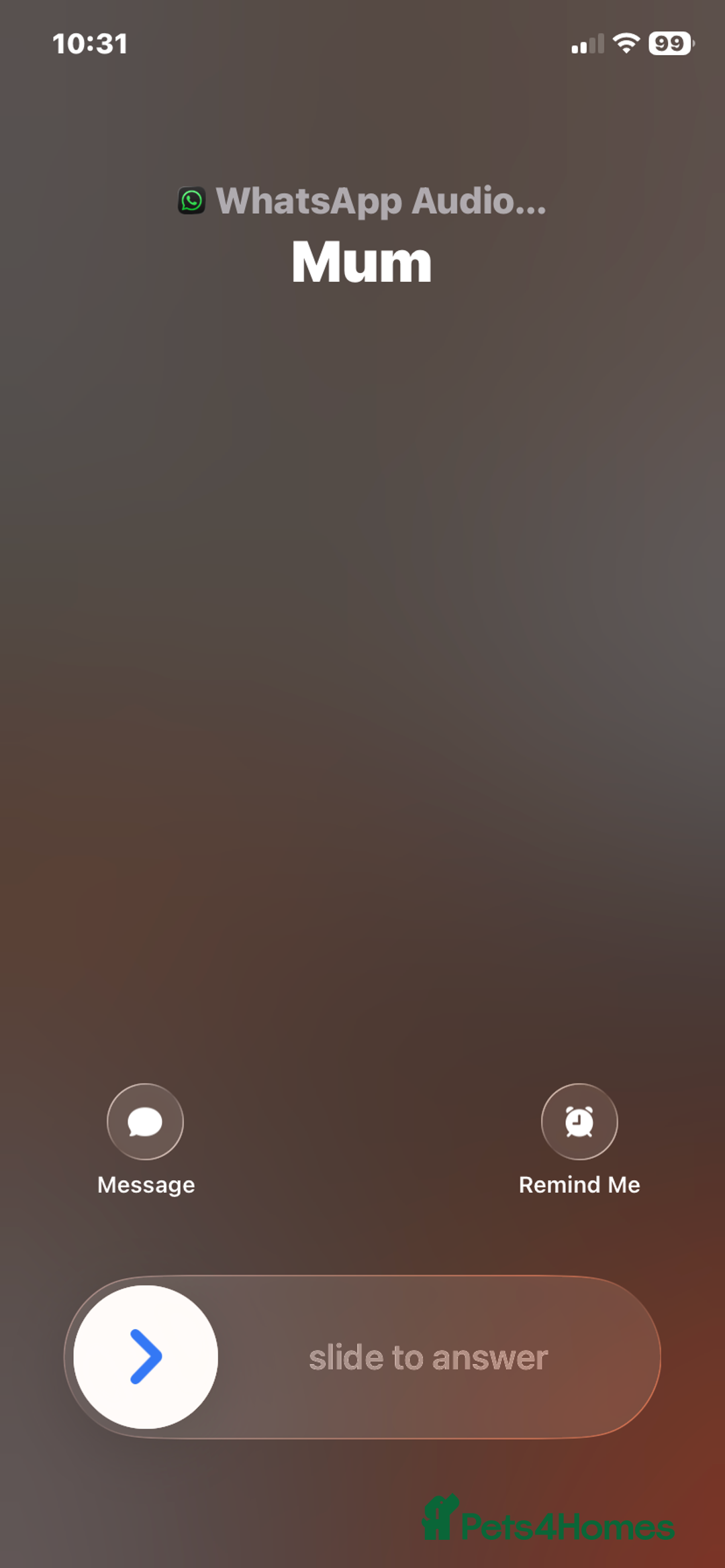 Mixed Breed cats for sale: Male and female kitten for sale - Advert 6