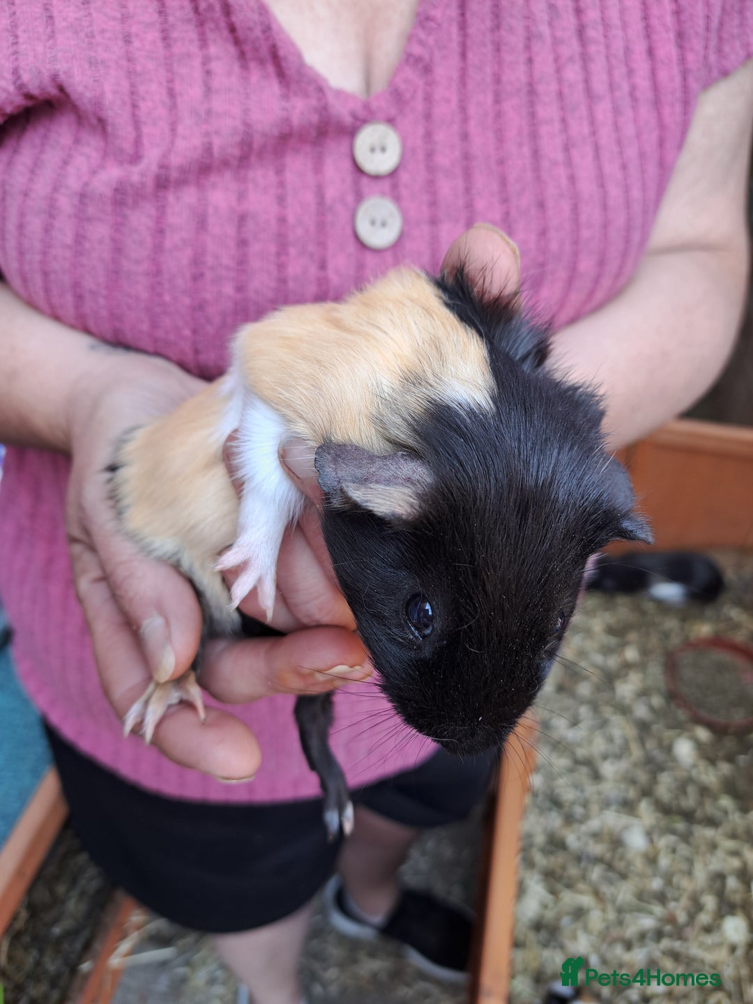 Guinea Pig rodents for sale: Guinea pig - Image 4