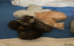Mixed Breed cats for sale: Ragdoll x Tabbie - Image 9