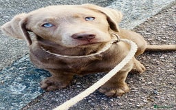 Labradoodle dogs for sale: Winter’s Rare Silver & Merle Labradoodle Puppies - Image 12