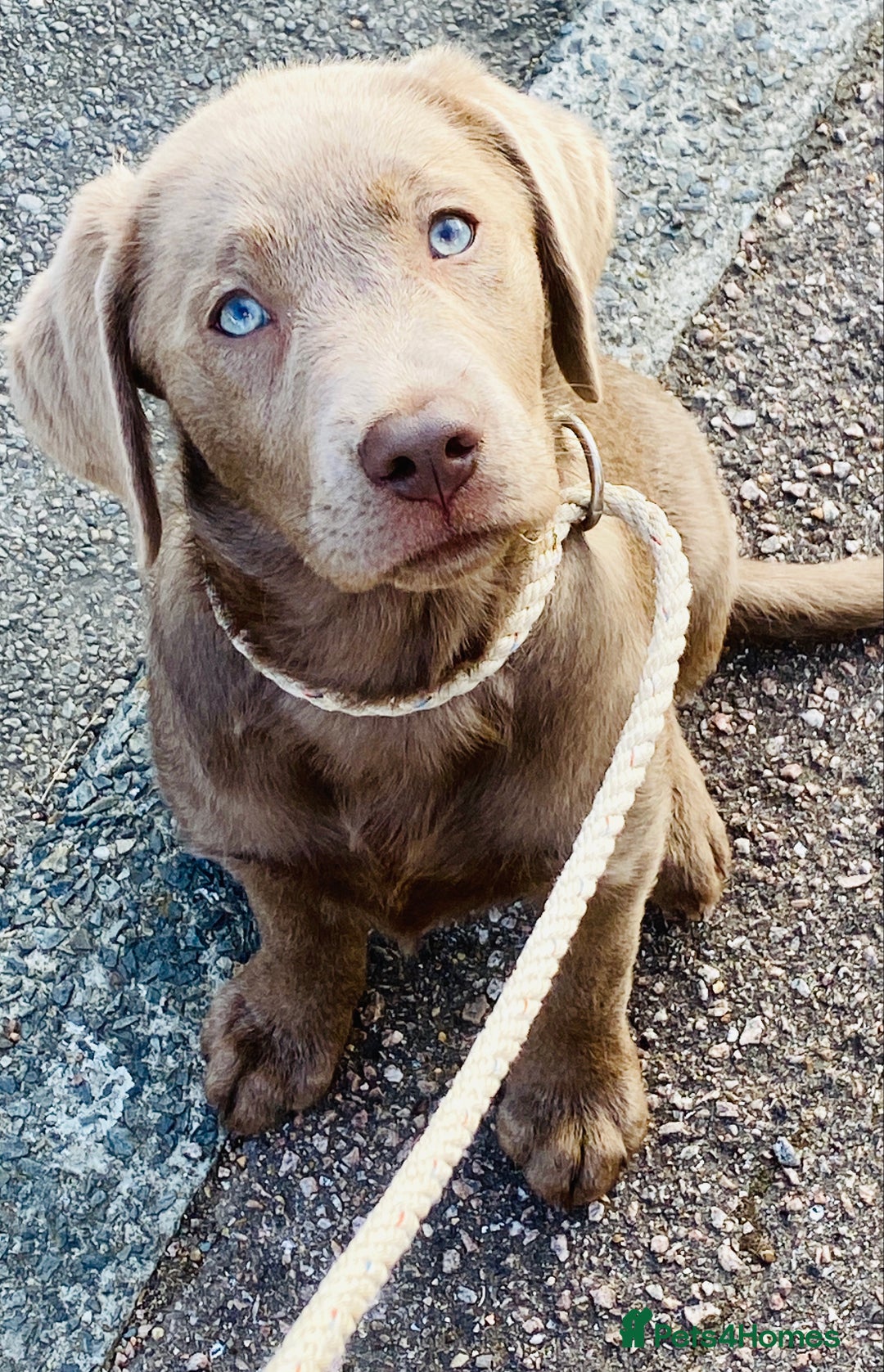 Labradoodle dogs for sale: Winter’s Rare Silver & Merle Labradoodle Puppies - Image 12