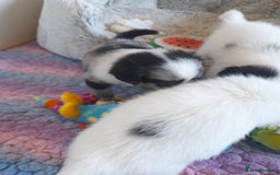 Pomeranian dogs for sale: Fabulous Pom fur babies - Image 4