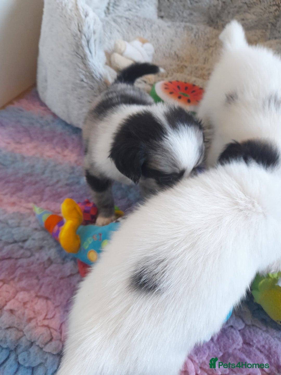 Pomeranian dogs for sale: Fabulous Pom fur babies - Image 4