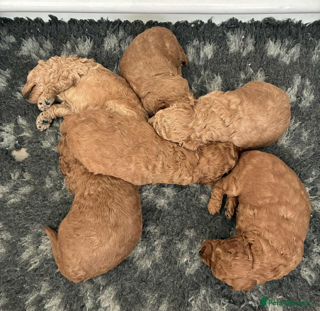 Labradoodle dogs for sale: Miniature Labradoodle puppies - Advert 4