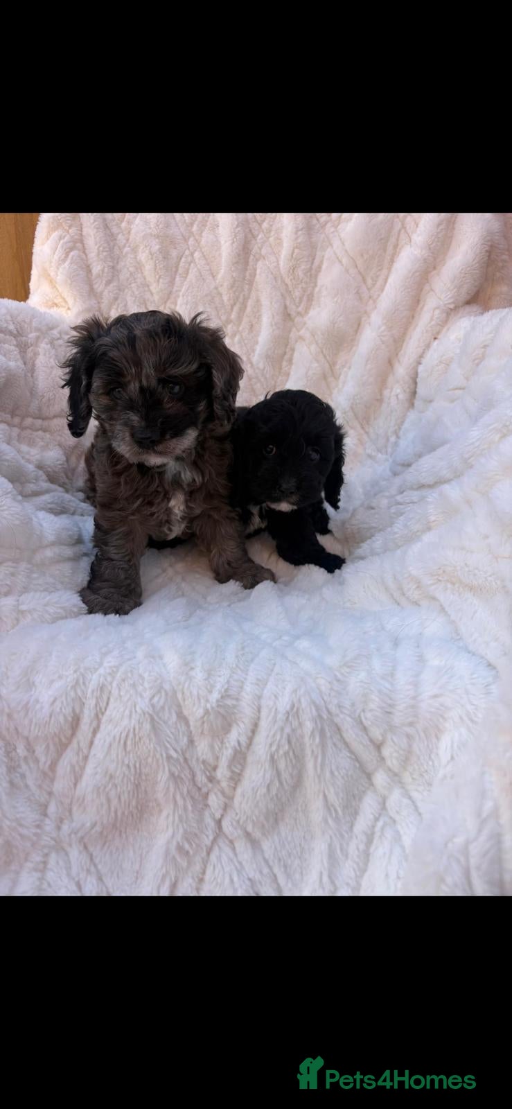Cavapoo dogs Extensively health tested cavapoos stunning - Advert 11