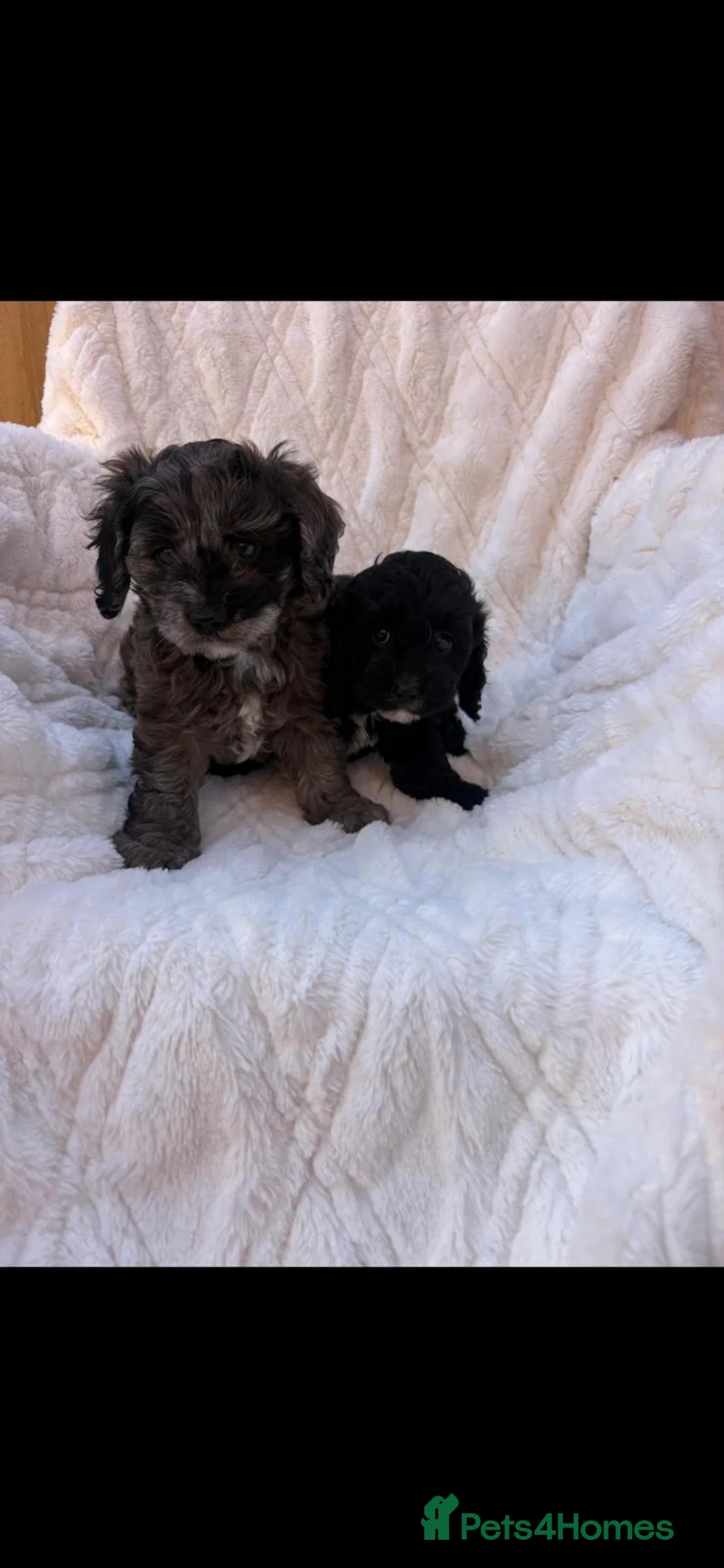 Cavapoo dogs for sale: Extensively health tested cavapoos stunning in Ashford - Advert 1