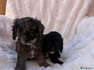 Cavapoo dogs Extensively health tested cavapoos stunning - Advert 1