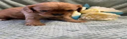 Cavalier King Charles Spaniel dogs for sale: Cavalier King Charles  - Advert 33