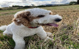 Labradoodle dogs for stud: For stud - Image 2