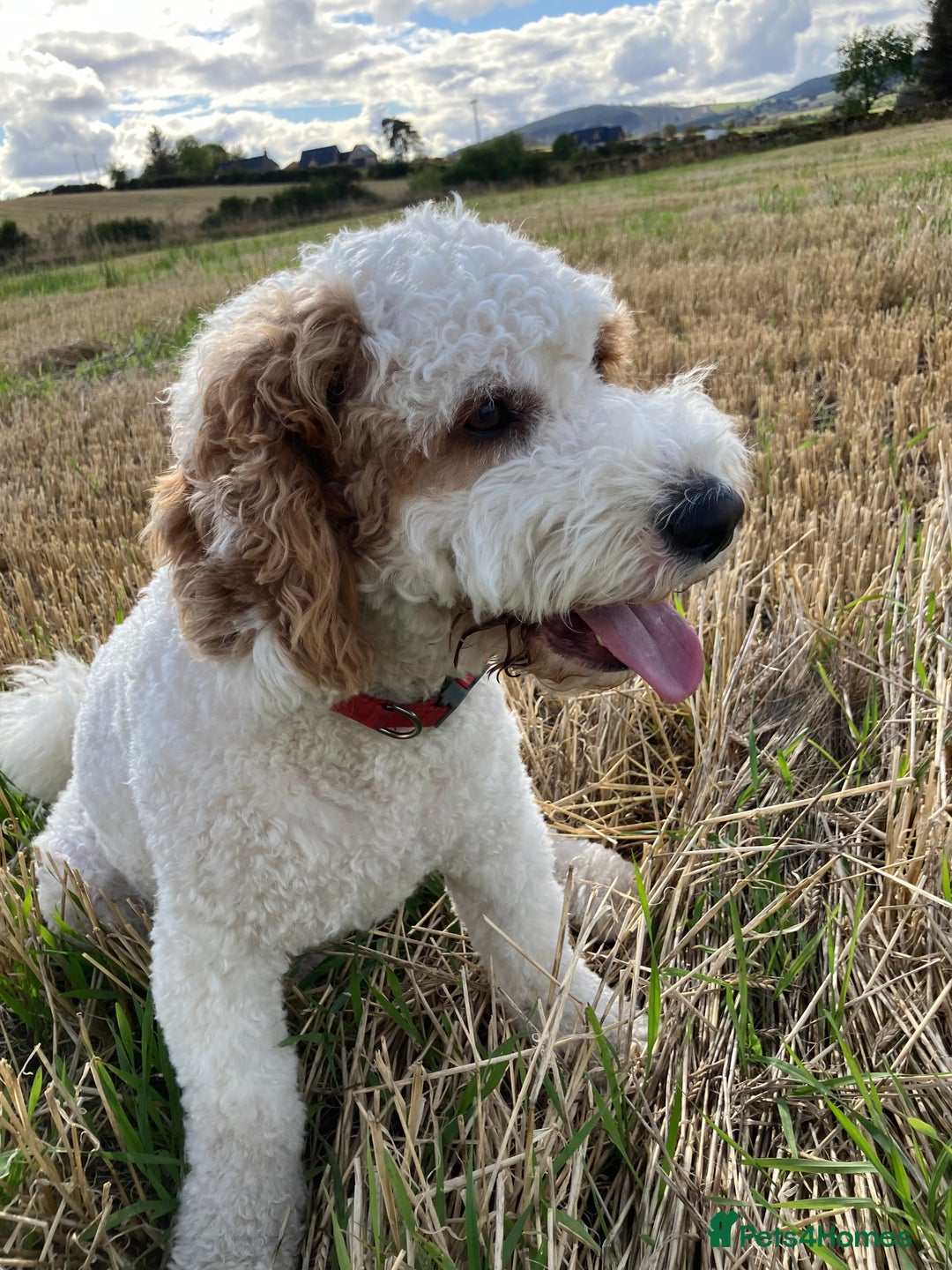 Labradoodle dogs for stud: For stud - Image 2