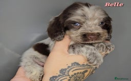 Cocker Spaniel dogs for sale: Exceptional Pedigree Show Type English Cockers  - Image 30