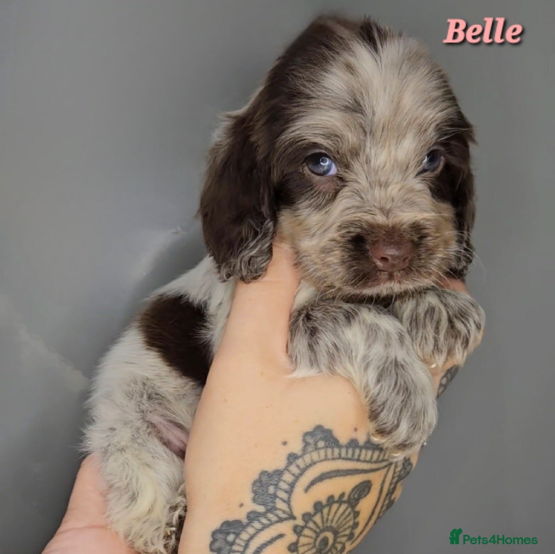 Cocker Spaniel dogs for sale: Exceptional Pedigree Show Type English Cockers  - Image 30