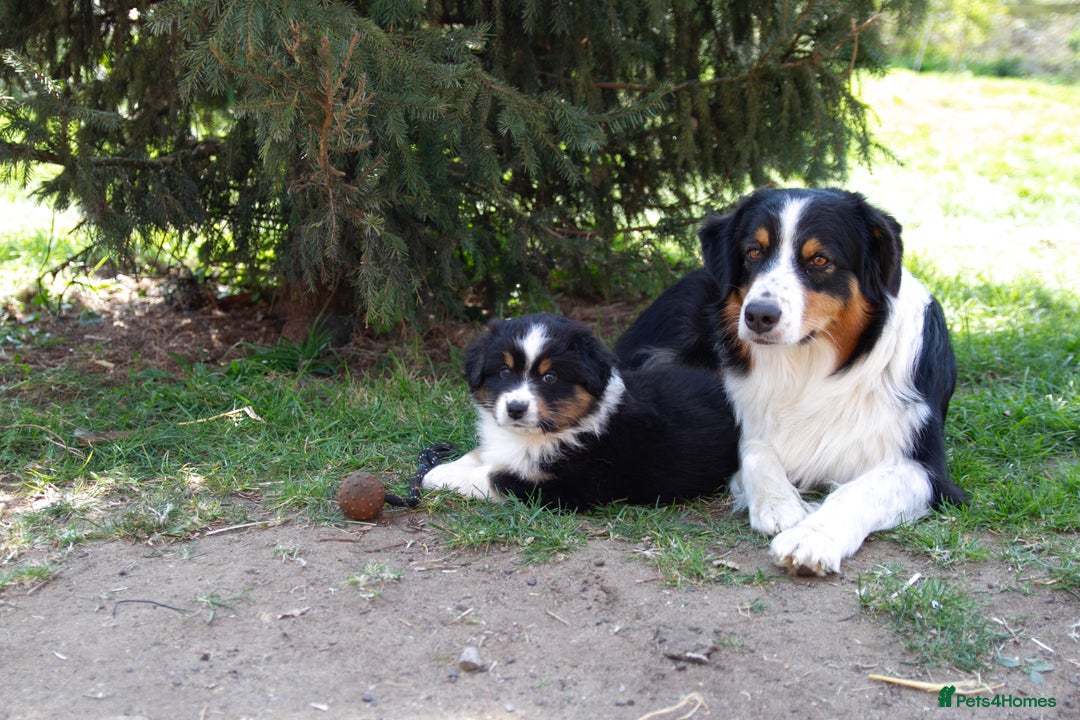Australian Shepherd dogs for sale: Black Tri Aussie Boy in Abingdon - Image 15