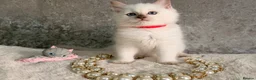 Ragdoll cats for sale: Stunning 🌟 Ragdoll Kittens 🌟  - Advert 10