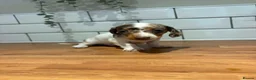 Dachshund dogs for sale: Beautiful dachshund puppies - Advert 5