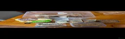 Hamster rodents for sale: Hamster and full set up for sale  - Advert 11