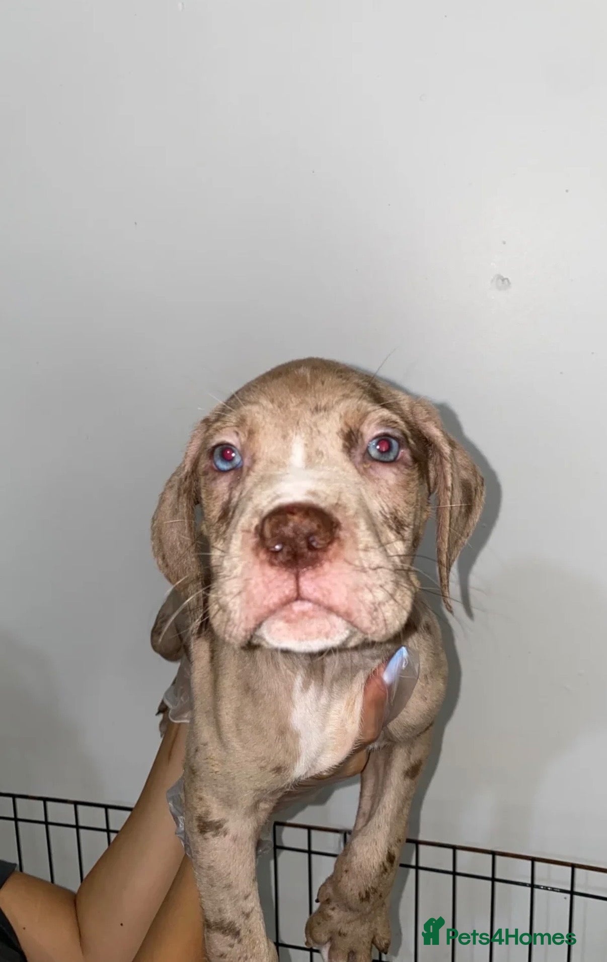 Mixed Breed dogs Cane corso x bandog  - Advert 4