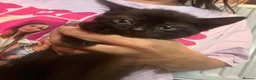 Mixed Breed cats for sale: Ready now last 2 Beautiful kittens - Advert 12