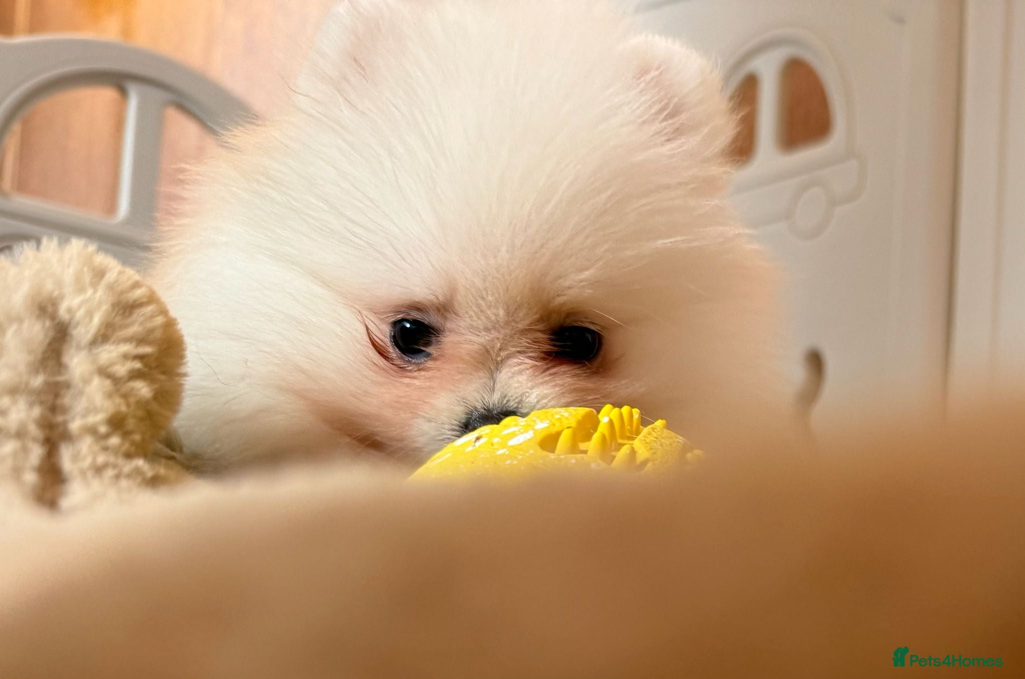 Pomeranian dogs Teddy Face Poms Puppies European Champion Lines - Advert 5