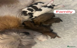 Shih Tzu dogs for sale: KC Registered Breed Standard Shih Tzu Puppies - Image 8