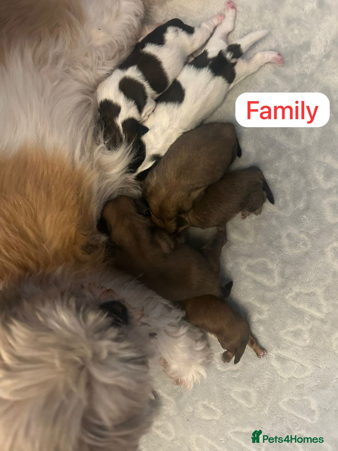 Shih Tzu dogs for sale: KC Registered Breed Standard Shih Tzu Puppies - Image 8